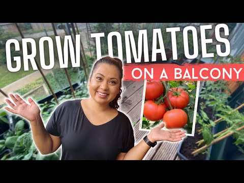 , title : 'Beginner gardener tips - How to grow lots of tomatoes, not leaves 🍅🌿'