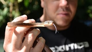 Reptile Reality Thailand part 6