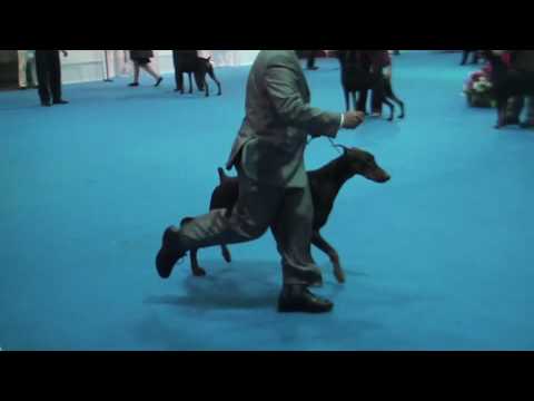 FCA-FCI JULY 4TH DOBES IN SLOW MOTION .