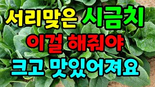 시금치 40일이 지난 지금 해주면 잘크고 맛있어져요.