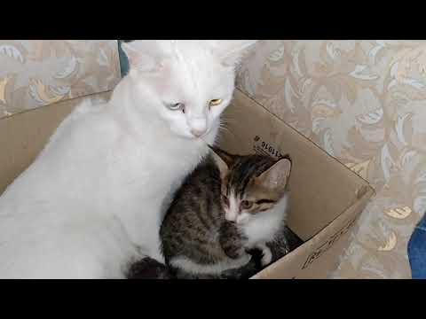 Mother Cat Ignoring Her Kittens When Kitten Comes in She Jumps Out
