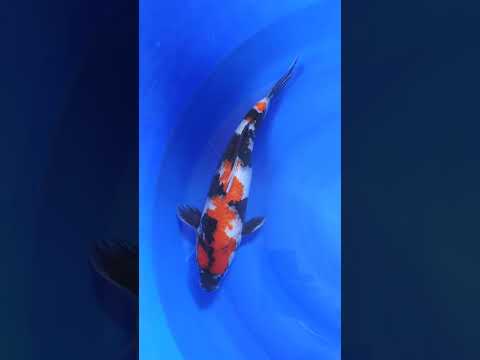 KOÏ D'OR BASSIN SHOWA 2005