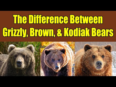 Difference Between Grizzly Bears, Brown Bears, and Kodiak Bears - Alaska Bears