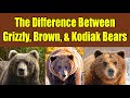 Difference Between Grizzly Bears Brown Bears And Kodiak Bears Alaska Bears