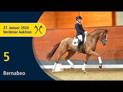 Verden Auction Online - Sporthorses - Jan. 27 - No. 5 Bernabeo by Benicio - Sir Donnerhall I