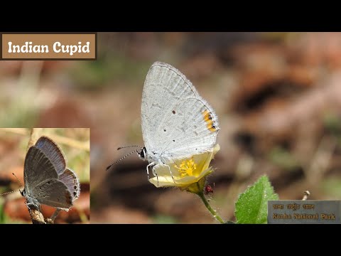 Indian Cupid-Butterfly of Kanha #11