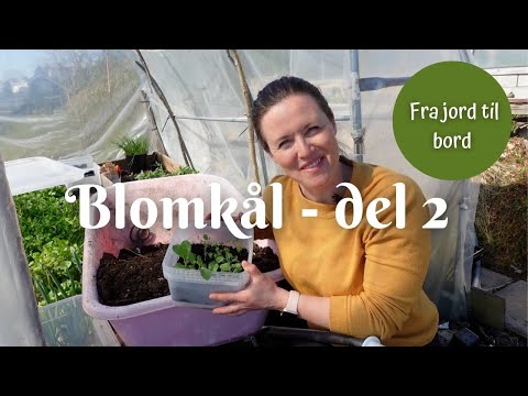 Blomkål fra jord til bord   del 2  | Potte om