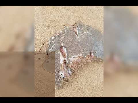 vinesh's fishing memories