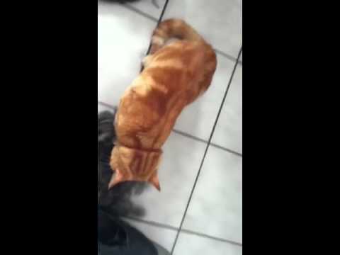 Dick the cat cuddles dog hair