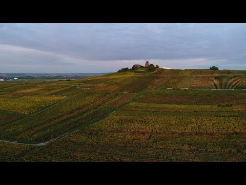 Woodland wonders: Autumn in France's Champagne region