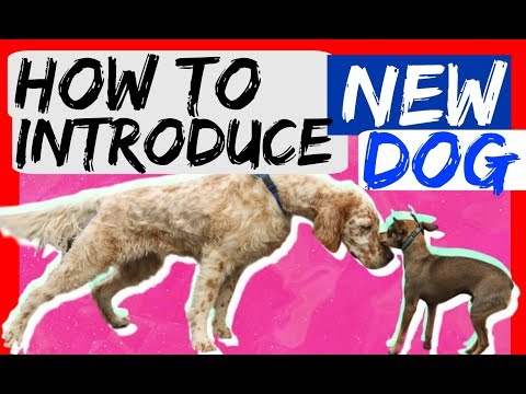 How to bring a new dog to your dog at home - Dog Training with Americas Canine Educator