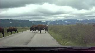 preview picture of video 'Bison herd, Grand Teton National Park, June 7, 2011'