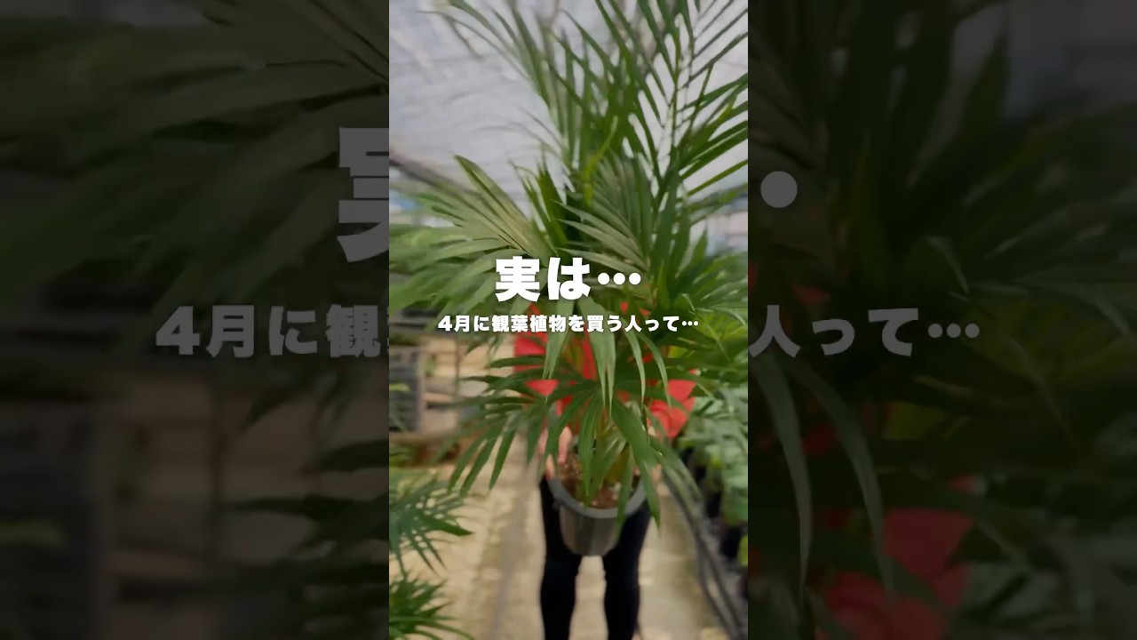 4月に観葉植物買う人… #観葉植物 #観葉植物インテリア
