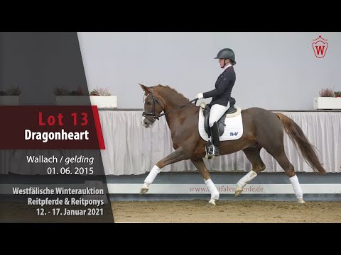 Winterauktion Reitpferde & Reitponys Lot 13 Dragonheart Wallach v. Dance Star AT NRW - Chico
