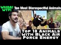 Top 10 Animals with Black Air Force Energy by casual geographic reaction