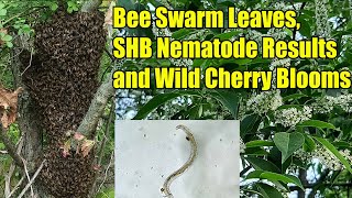 Bee Swarm Leaves, SHB Nematode Results and Wild Cherry Blooms