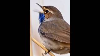 Download lagu Burung Bluethroat bernyanyi ❤️ #burung #SuaraBluethroat #suaraburung #alam #pecintaburung #nyanyianburung mp3