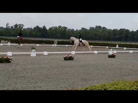 Qaside MD von Quasi Gold MD Landesmeisterschaften Berlin-Brandenburg Neustadt Dosse 2016