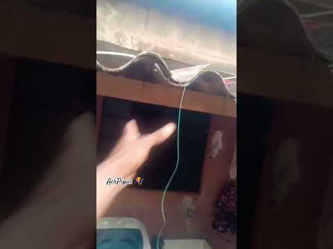 Quando vc sai pra fora e acha pipa no telhado 🪁😁 #vaiparaosrecomendados #pipeiroraiz #xepa #videos