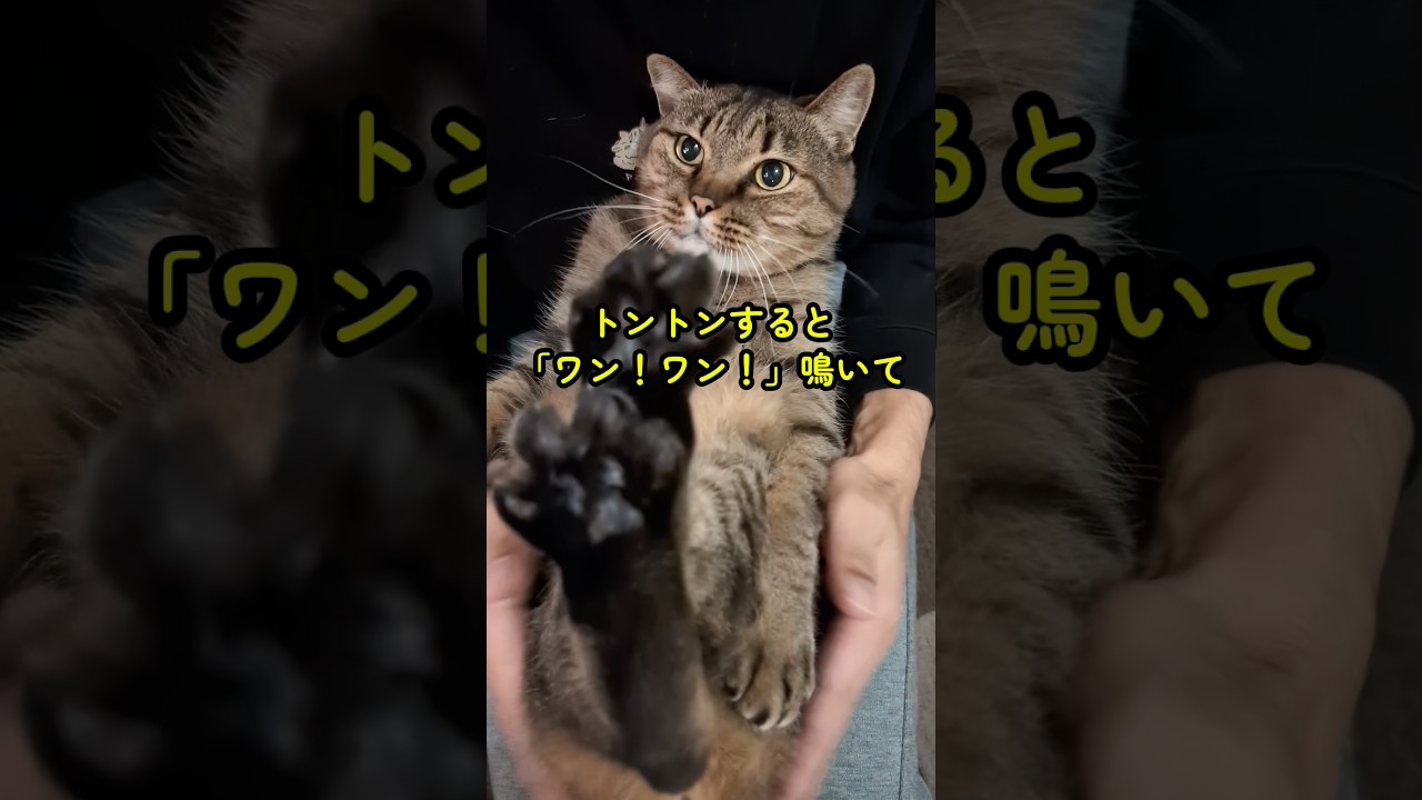 キジトラ猫うしお｜いろんな声で鳴く！