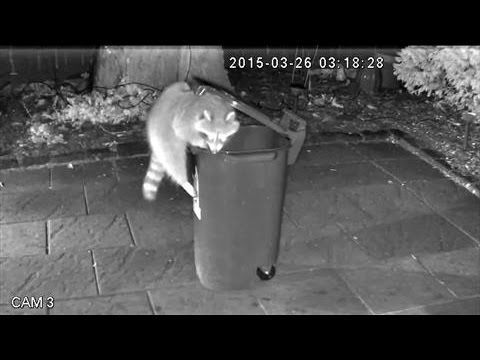 Raccoon-Proof Trash Cans in Toronto