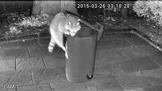 Raccoon-Proof Trash Cans in Toronto