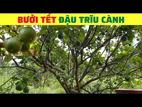 Bưởi Tết đậu trái non sau xả nhụy. Cách bón phân nuôi trái bưởi đẹp, bưởi loại 1 | NÔNG NGHIỆP XANH