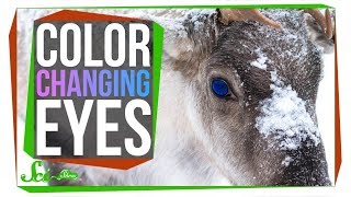 The Unique Reason Reindeer Change Their Eye Color