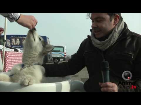 Winter Winner 2017 - Malamute Day 2017 - Interview with Daniele Natale