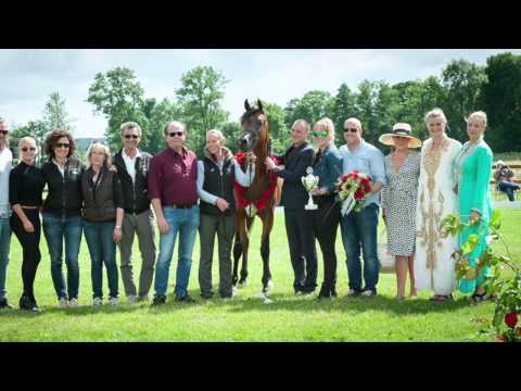 Pan Al Sharif Arabian Horse