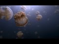 Jellyfish Lake 24 Hours On Earth Preview BBC