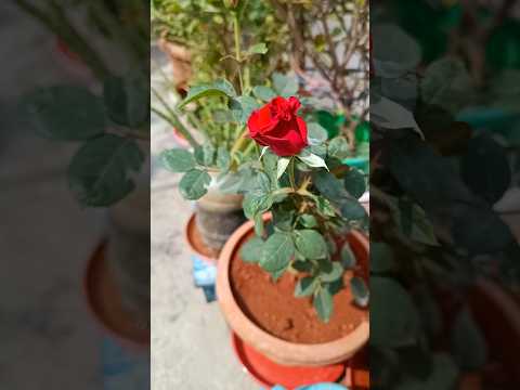 Beautiful Rose🌹 Flower Plant🌿#beautiful#rose#flowers#plants#garden#nature#love#shorts