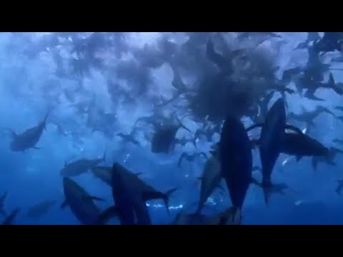 Shearwater Attack! | Blue Planet | BBC Studios