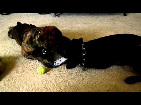 Aza & Deji Having a Gentle Moment - South African Boerboel (Mastiff)