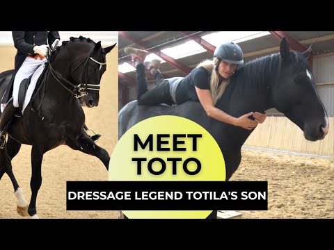 Toto: Son of Dressage Legend Totilas. In Saddle Training at WHC Stables