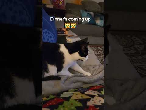 #cooking #makingbiscuits  #cat #blackandwhitecat  #Marissa