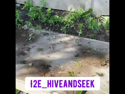 Hive and Seek video.