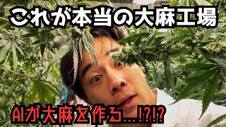【初公開】AI管理の大麻工場が凄すぎた...知られざる裏側