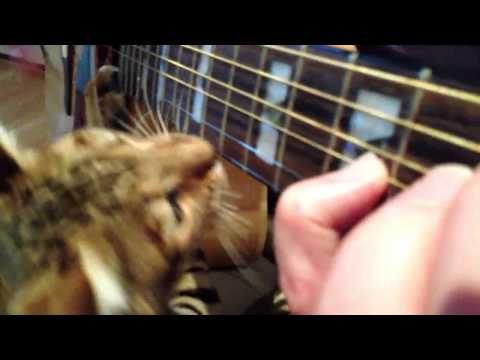 Toyger eating guitar strings