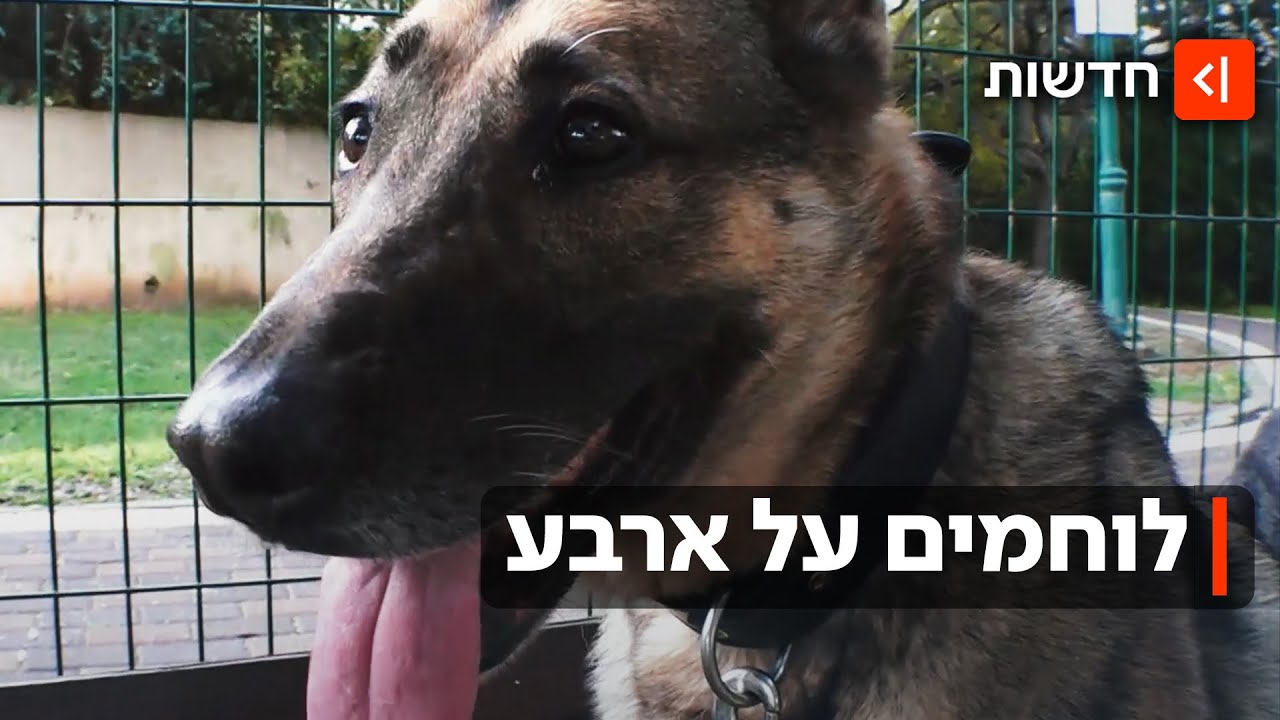 לוחמים על ארבע: "הכלבים האלה חסכו עשרות דפיקות בדלת - ועשרות חיי אדם"