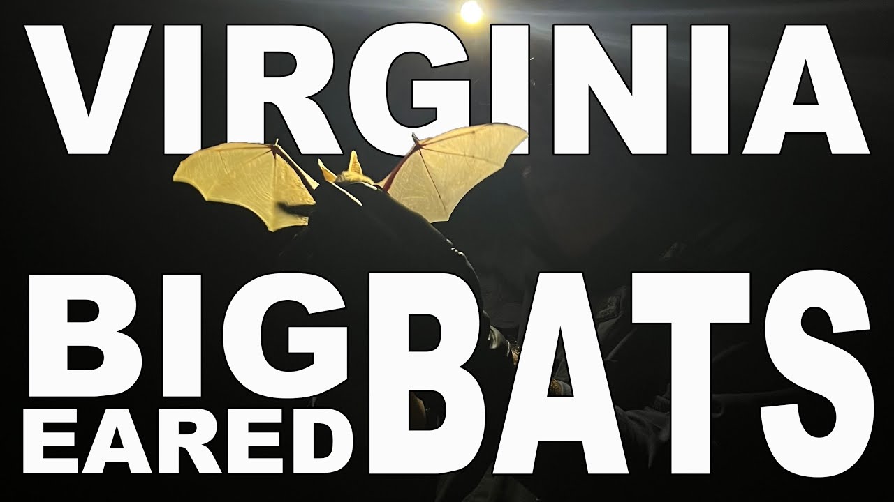 What makes it difficult for Virginia big-eared bats to live and grow?