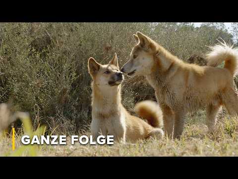Wie viel Hund steckt im Dingo? | Geheimnisse des wilden Australien 102