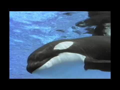 Shamu & You: Exploring the World of Mammals - Cetacean Clips