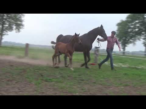 Diamond First - Carenzo - Pandur