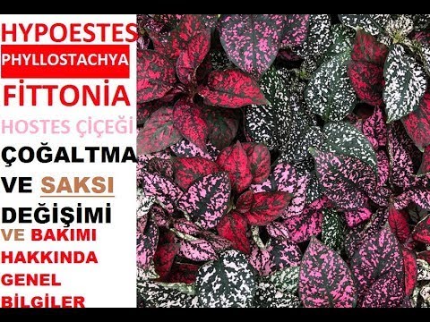 , title : 'Fittonia ☘️ Hypoestes Phyllostachya 🌿 Hostes Çiçeği 🌺 Çilli Yaprak Güzeli ⛅'