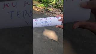 Download lagu keseruan tradisi di hari raya idul fitri nyumet mercon buat sampah di jalanan@PojokTradisi mp3 Download lagu keseruan tradisi di hari raya idul fitri nyumet mercon buat sampah di jalanan@PojokTradisi mp3