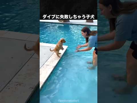 可愛すぎてキュンキュンしちゃうゴールデンレトリバー #ゴールデンレトリバー #犬 #いぬ #動物