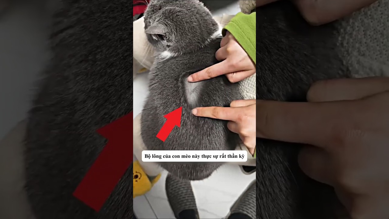 Bộ lông của con mèo này thật sự rất thần kì