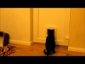 Cat Destroys Cat Flap In Bid For Freedom
