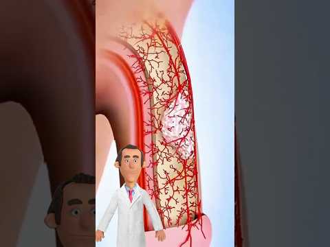 The Highest Protein Food